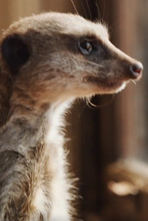 Elvis the Meerkat image