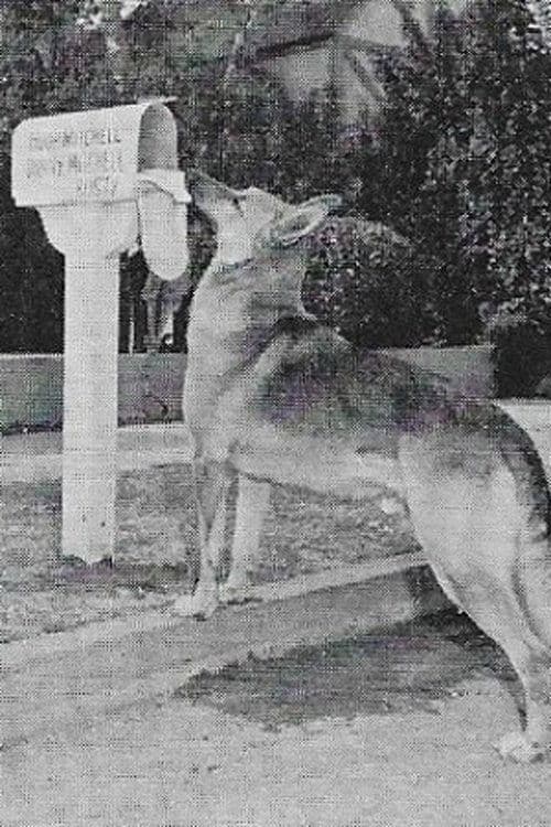 Flame the dog image