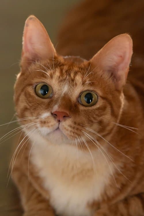 Geumdong-i image
