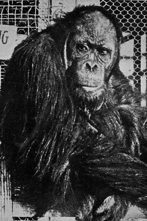 Joe Martin image