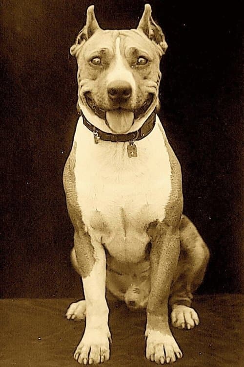 Luke the Dog image