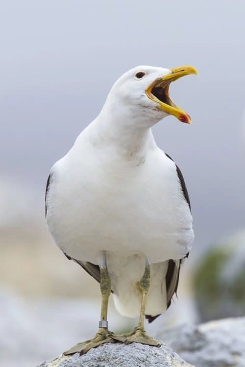 Sully Seagull image