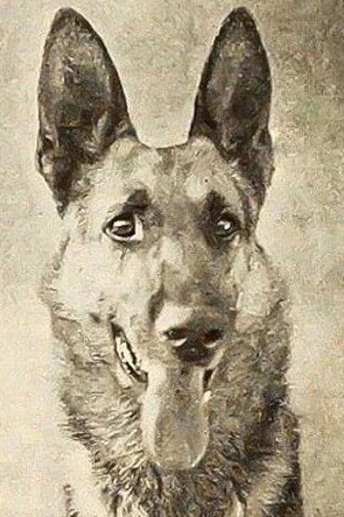 Thunder the Dog image