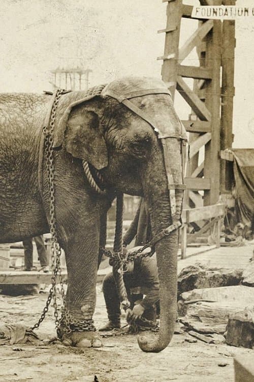 Topsy image